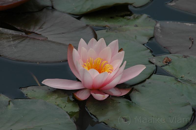 water lily.jpg - (C)M.Vlam 2007 maaike.vlam@gmail.com